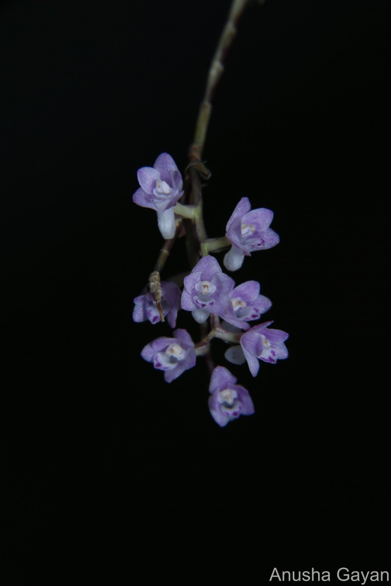 Podochilus falcatus Lindl.